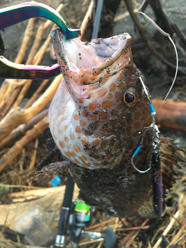 オオモンハタの釣果