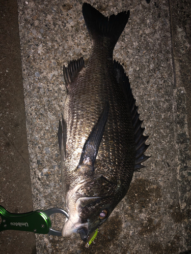 クロダイの釣果