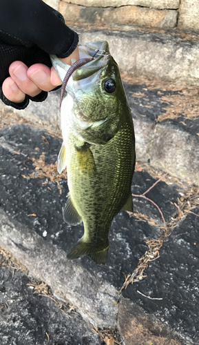 ラージマウスバスの釣果