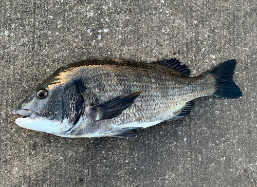 チヌの釣果