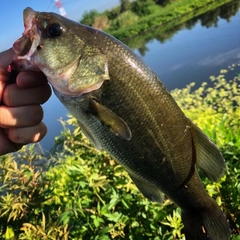 ラージマウスバスの釣果