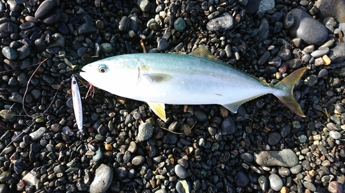 イナダの釣果