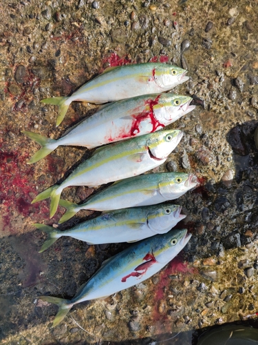 ツバスの釣果