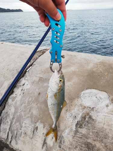 ワカシの釣果