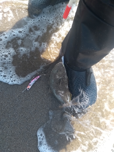 ワカシの釣果