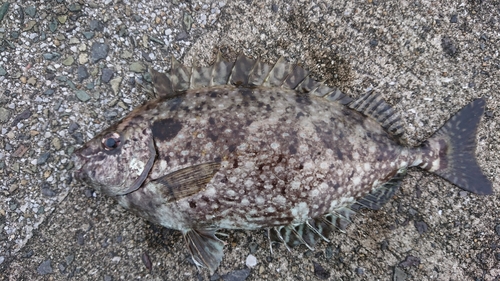 アイゴの釣果