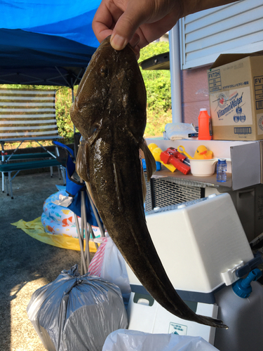 マゴチの釣果