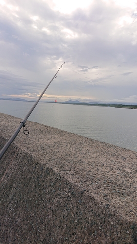 キスの釣果