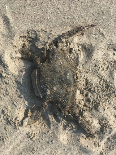 ワタリガニの釣果