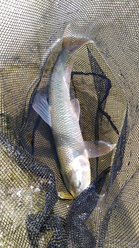 ハスの釣果