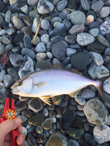 ショゴの釣果