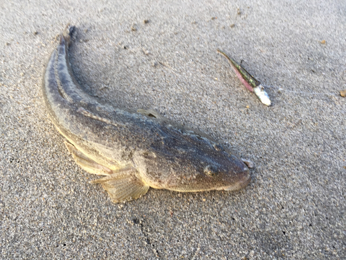 マゴチの釣果