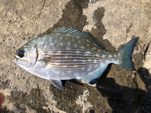 ヘダイの釣果