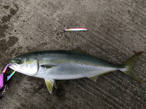 イナダの釣果