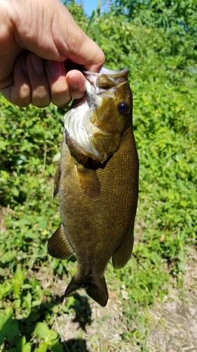 スモールマウスバスの釣果