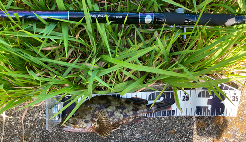 タケノコメバルの釣果