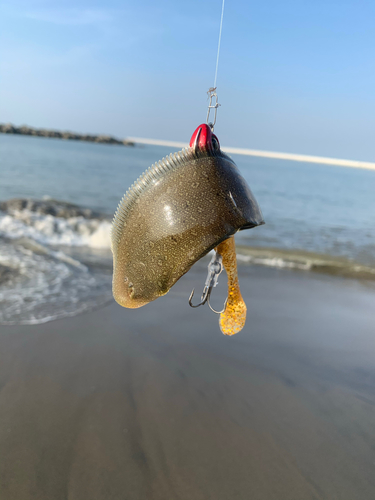 シタビラメの釣果