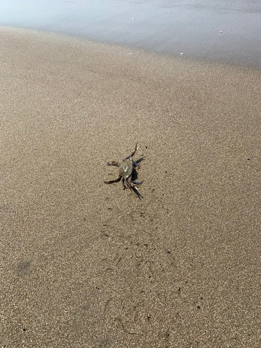 カニの釣果