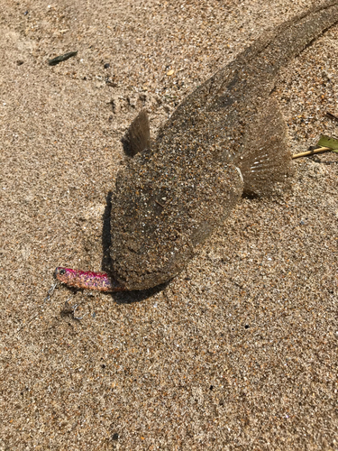 マゴチの釣果