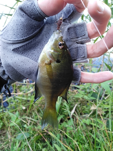 ブルーギルの釣果