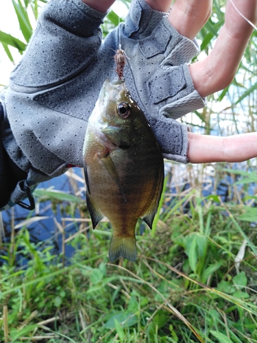 ブルーギルの釣果