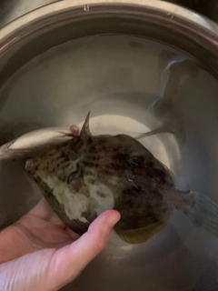 カワハギの釣果