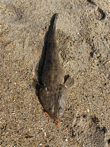 マゴチの釣果