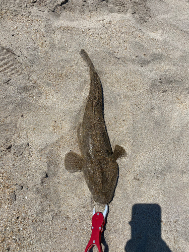 マゴチの釣果