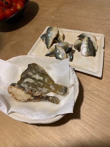 サバの釣果