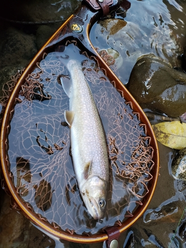 イワナの釣果