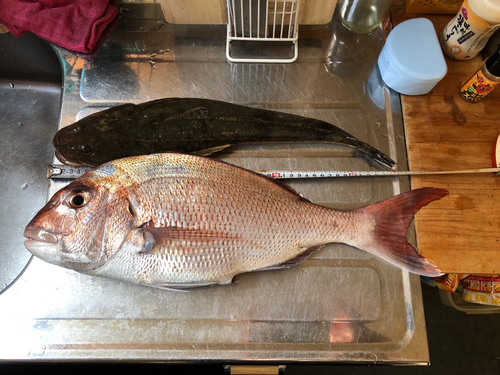 タイの釣果