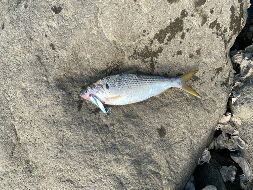 コノシロの釣果