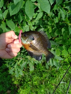 ブルーギルの釣果