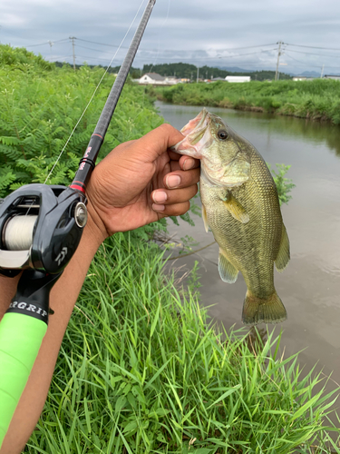 ラージマウスバスの釣果