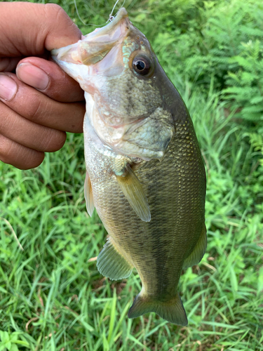 ラージマウスバスの釣果