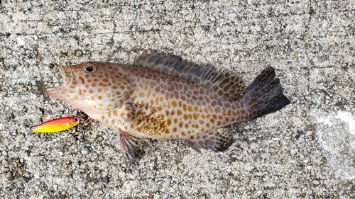 オオモンハタの釣果