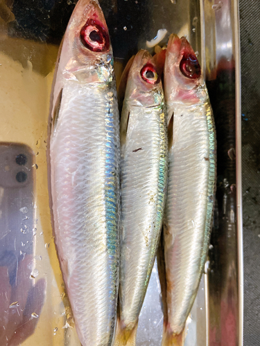 ウルメイワシの釣果