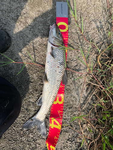 ニゴイの釣果