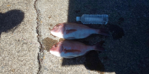 タイの釣果