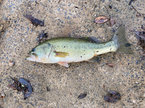 ブラックバスの釣果