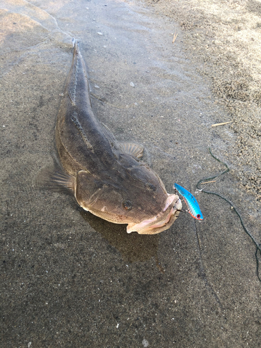 マゴチの釣果