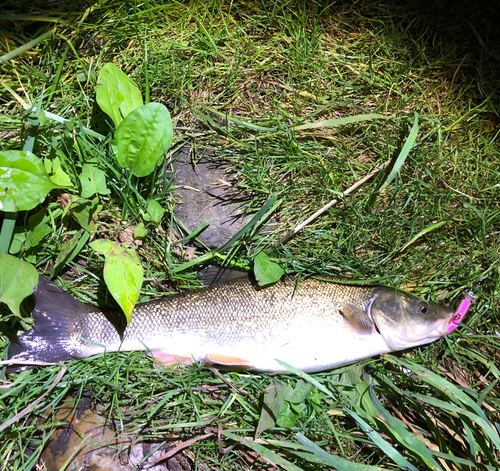 ウグイの釣果