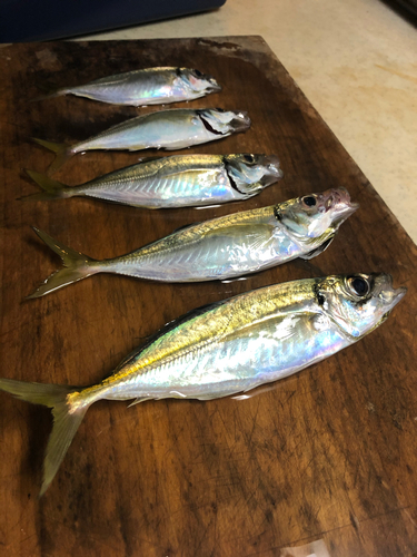 アジの釣果