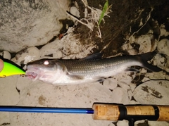 ニゴイの釣果