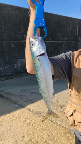 サバの釣果