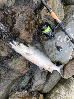 カラフトマスの釣果