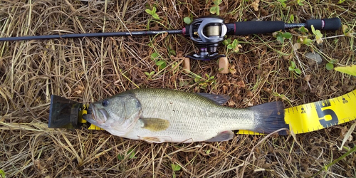 ラージマウスバスの釣果