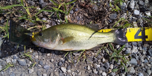 ラージマウスバスの釣果