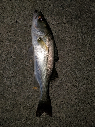 フッコ（マルスズキ）の釣果