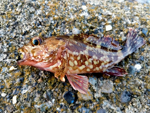 カサゴの釣果